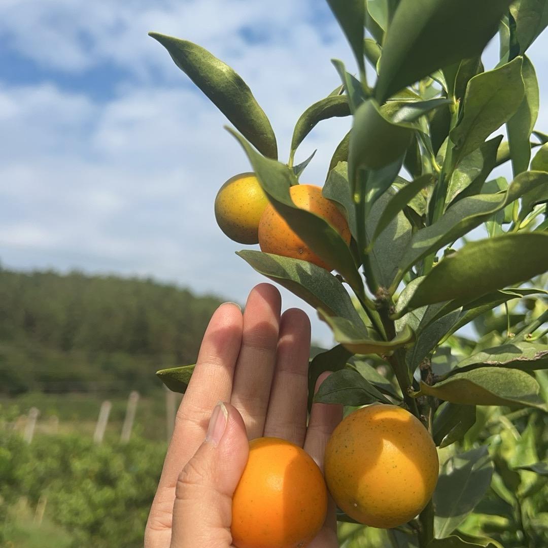 脆蜜金桔融安县🍊