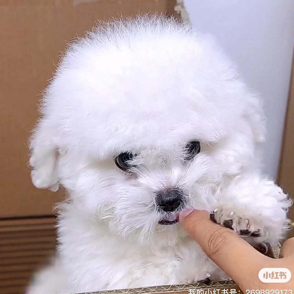 呵呵是一只比熊🐶