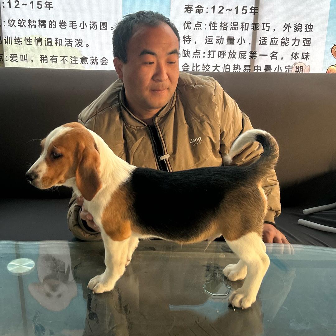 济南大军比格犬繁殖基地