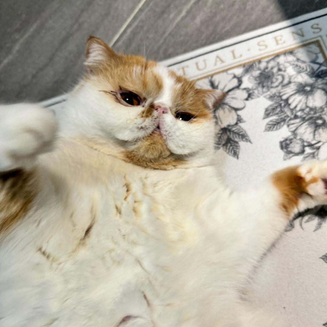 倫哥