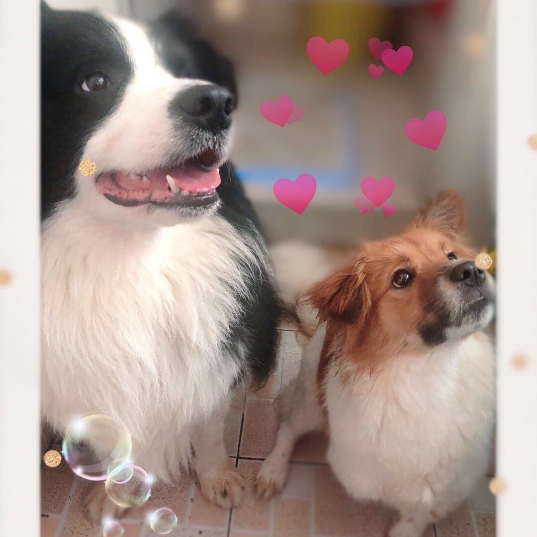 🐶奥利奥小饼干🍪