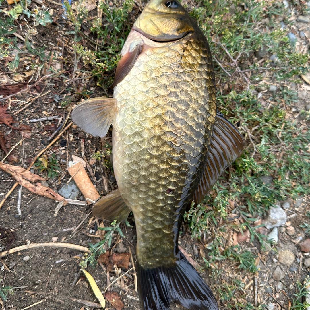 爱钓鱼的小马🎣