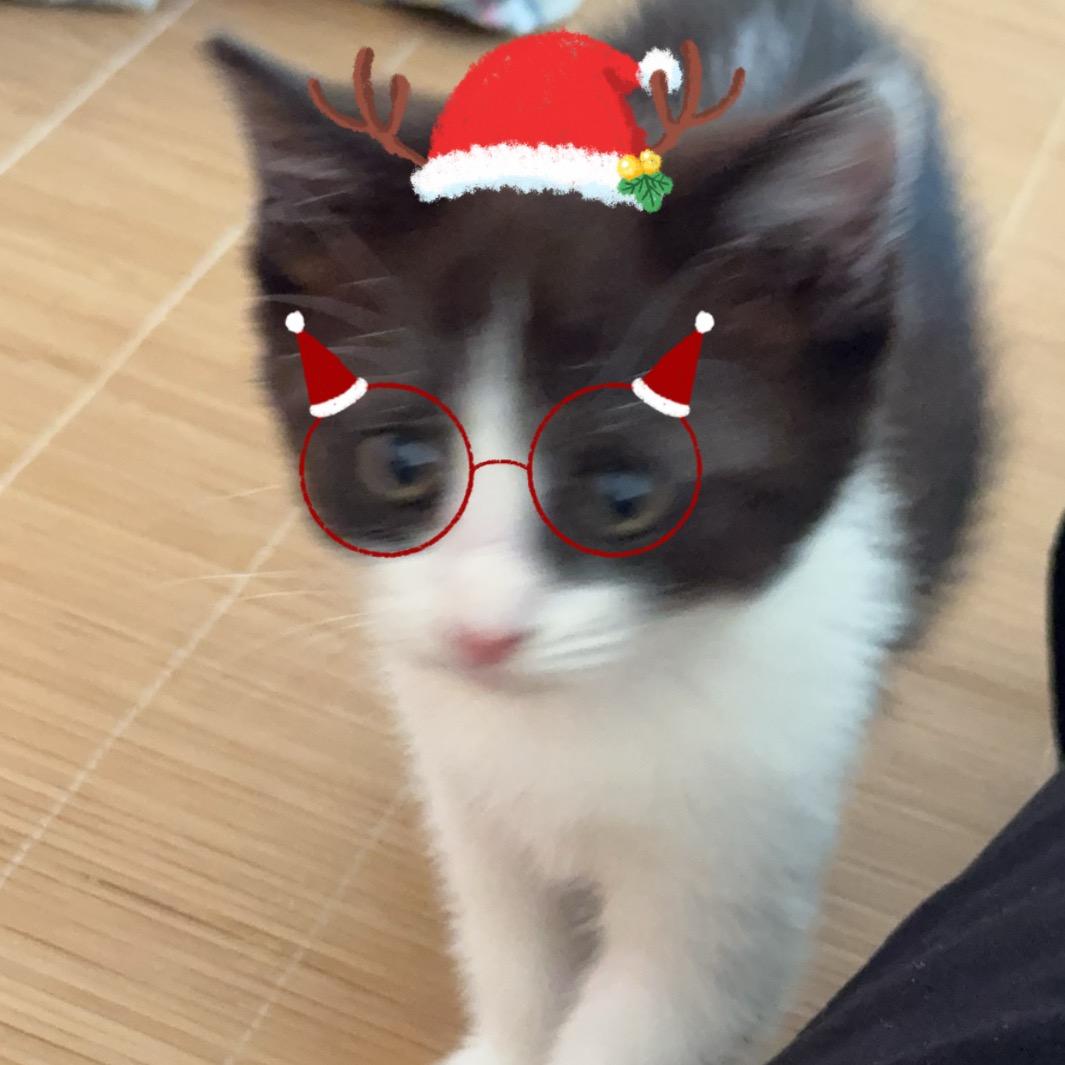 小满（过冬掉毛版）