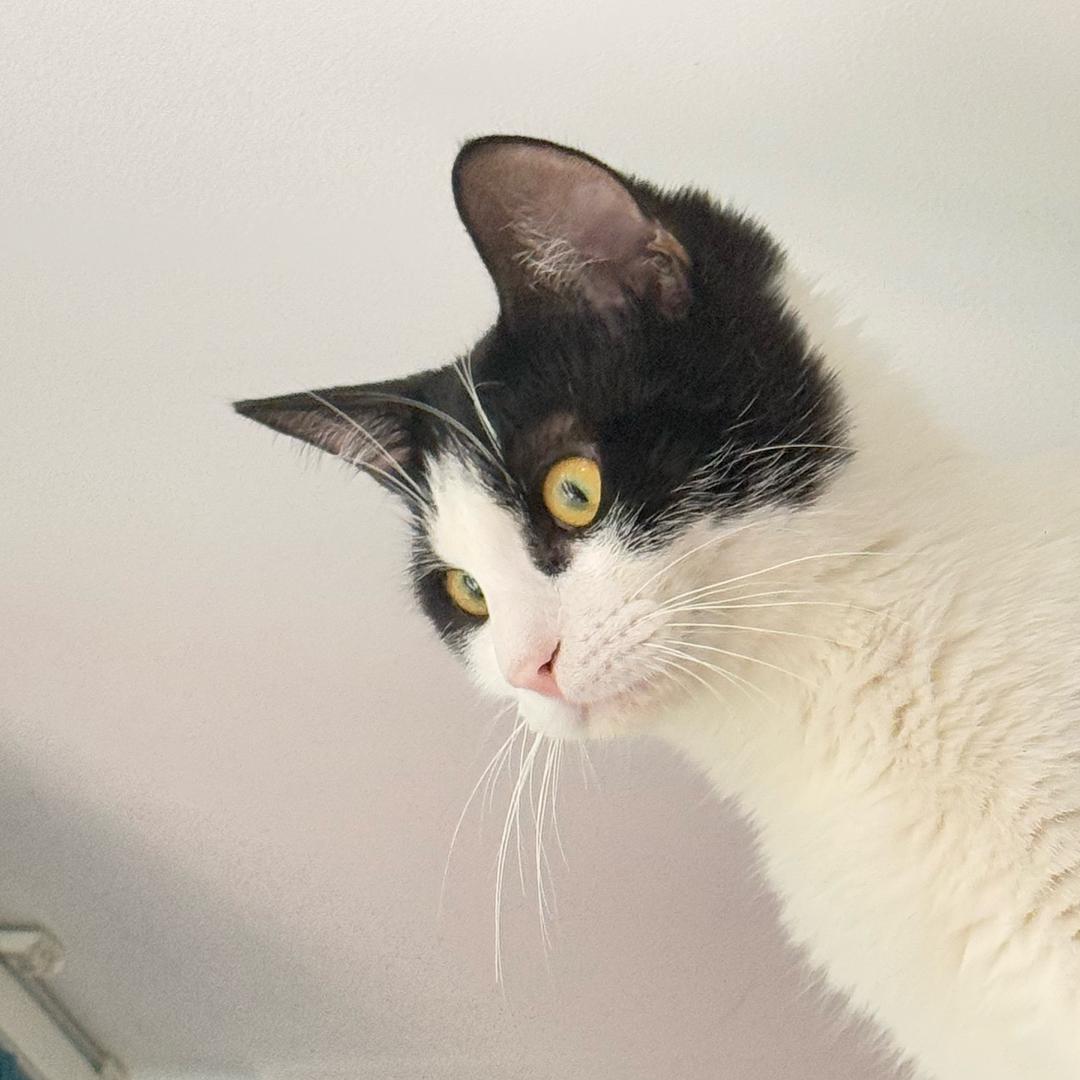 饭钱钱🐱