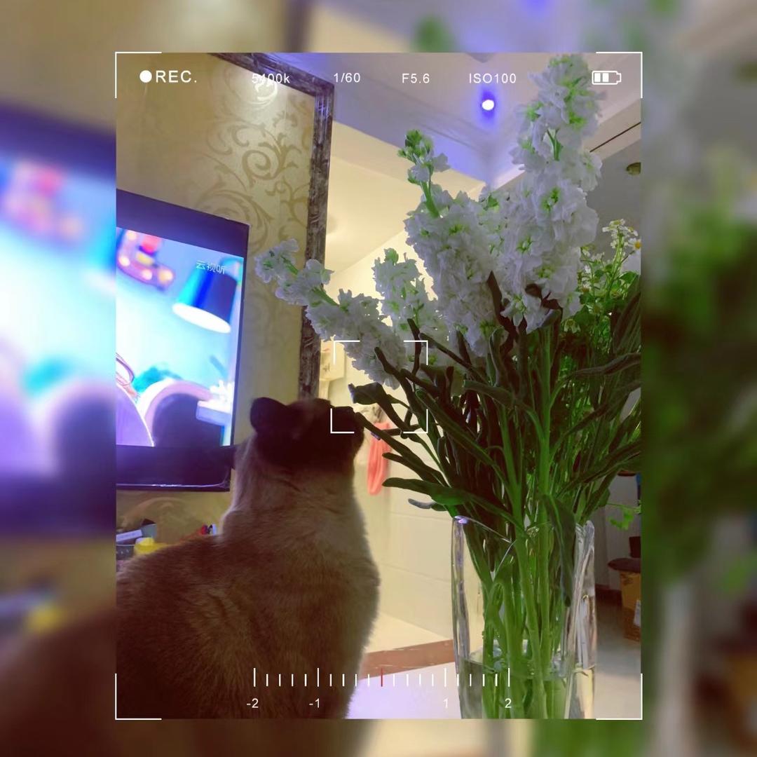 棒棒糖很甜
