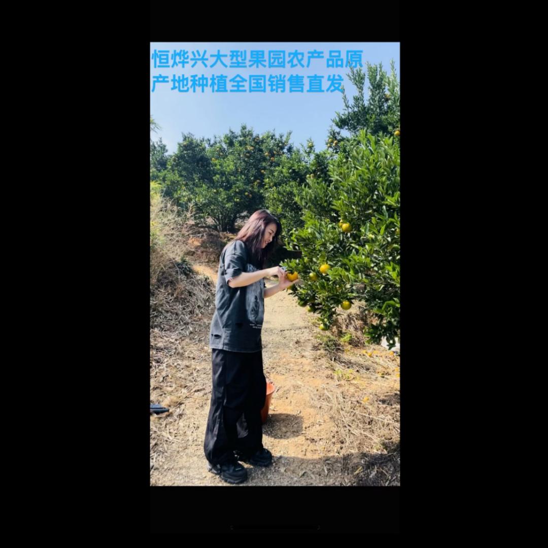 正宗永春芦柑 林兴恒烨大型果园原产地种植