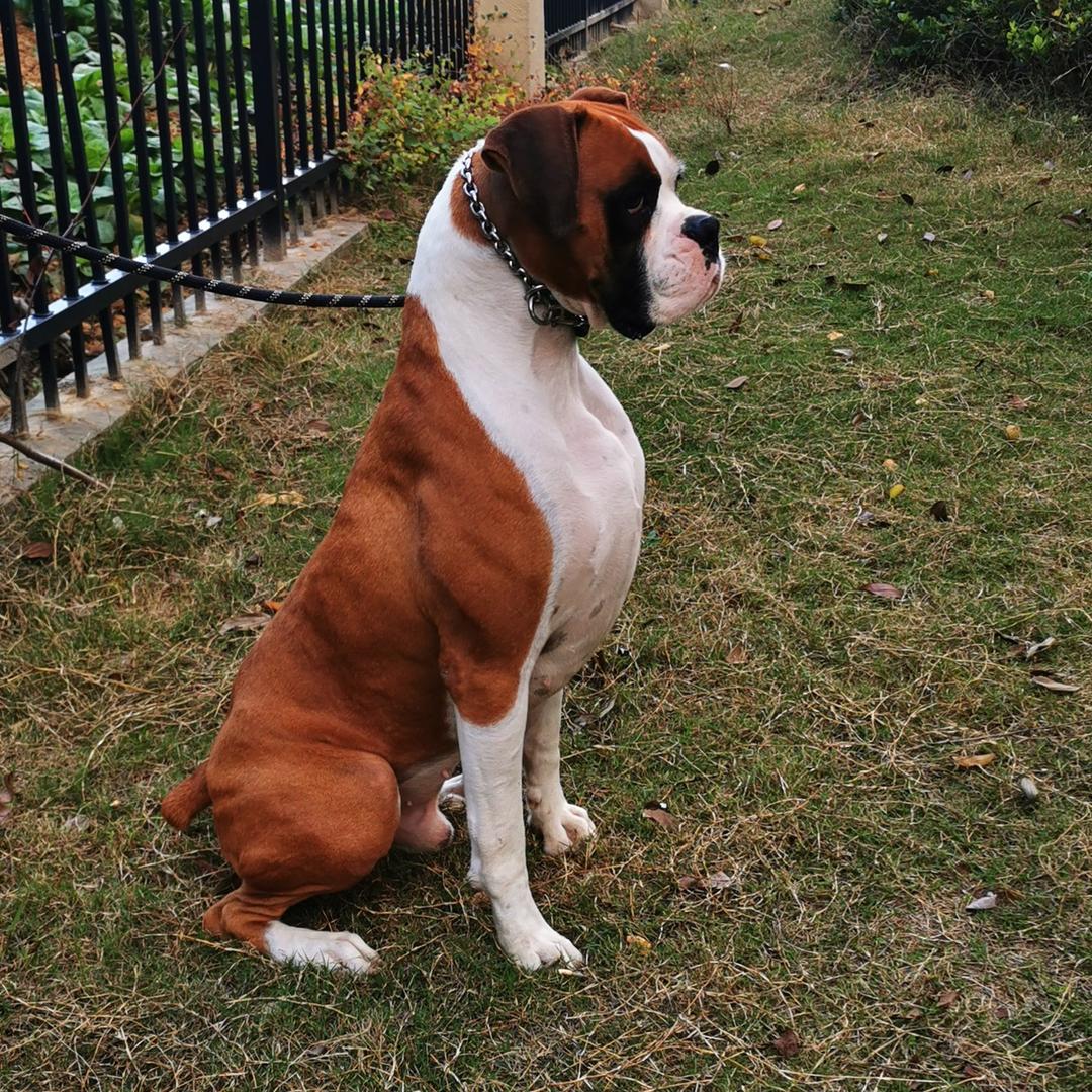犬心萌宠