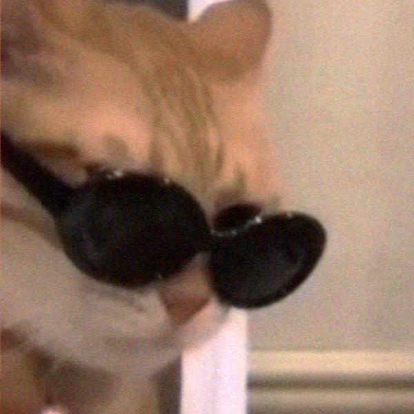 小猫老弟.