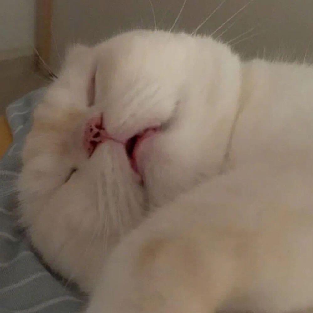 SunnyLAng（减肥版）