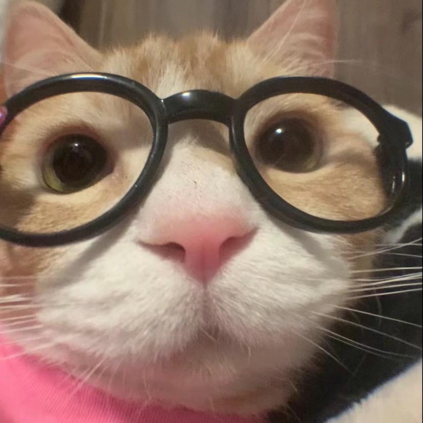 戴眼镜的猫