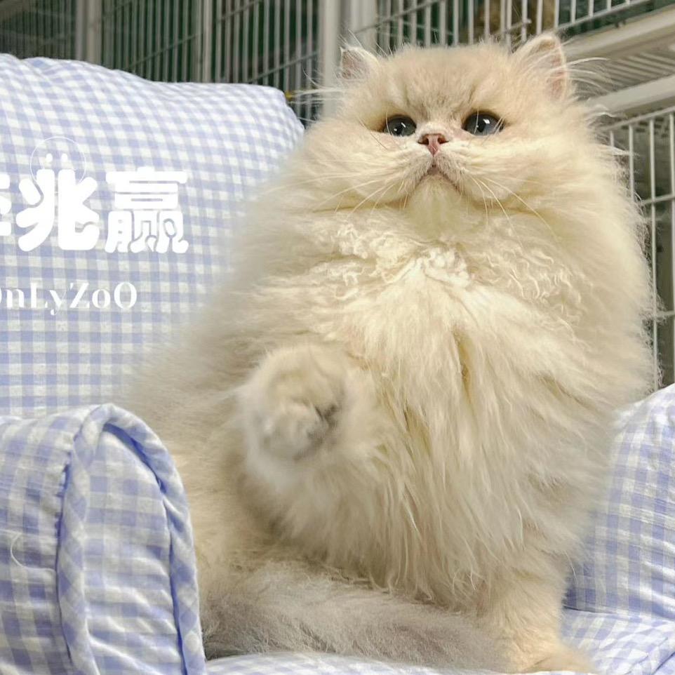 李兆赢本赢迎莉宠物宠业