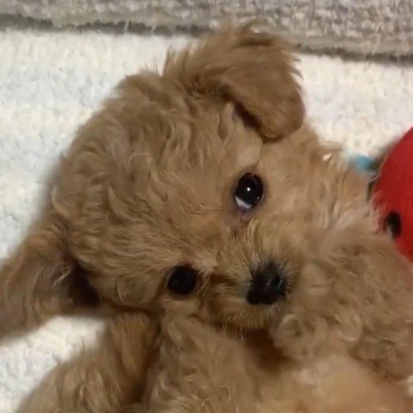 我有小狗你有吗