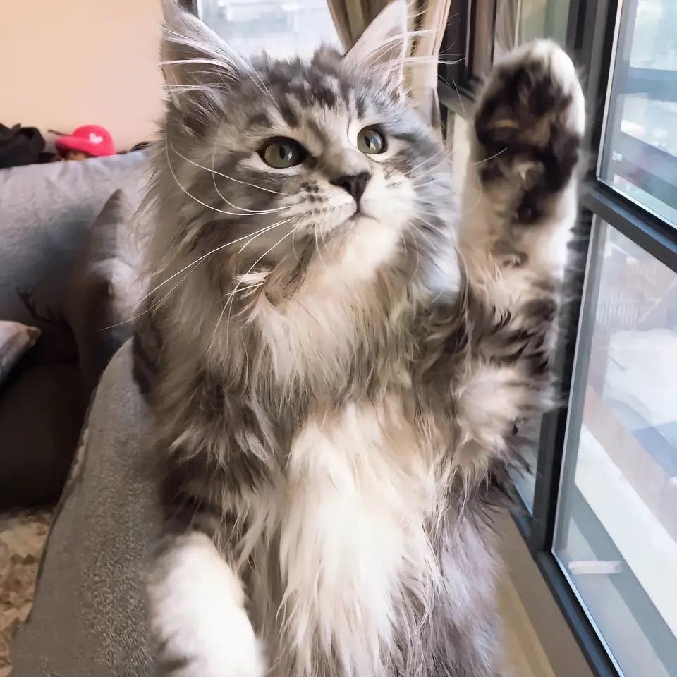 🛹缅因猫🎩
