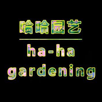 哈哈园艺三角梅