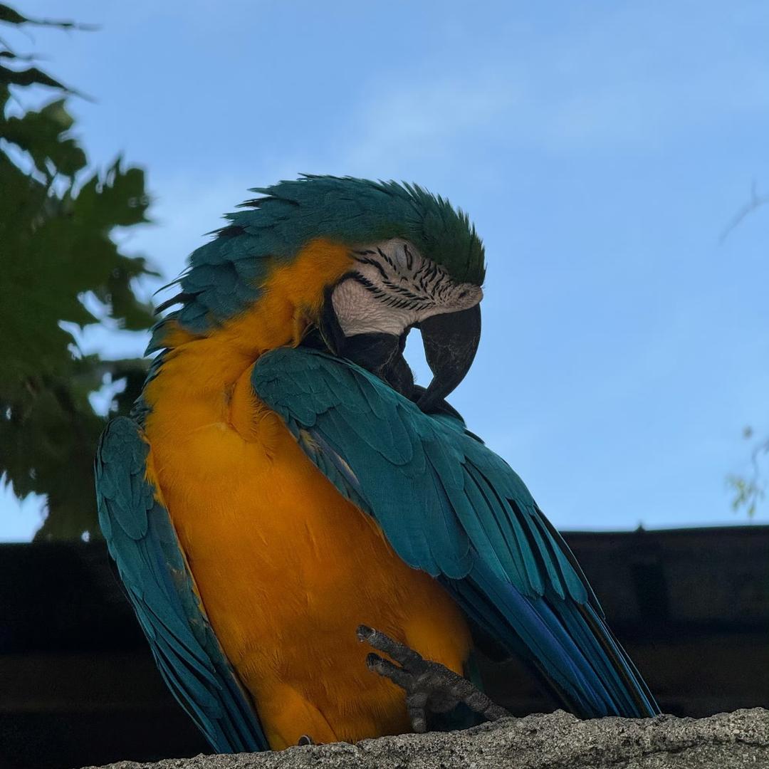 鹦鹉铲屎官🦜