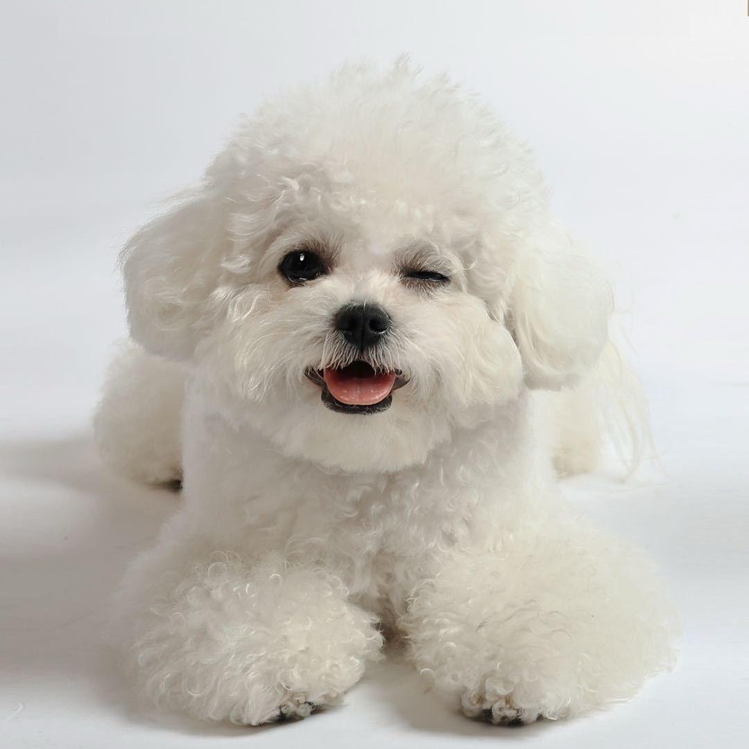 会绕后的小熊咘咘