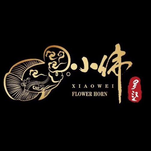 保定小伟罗汉~进口罗汉鱼