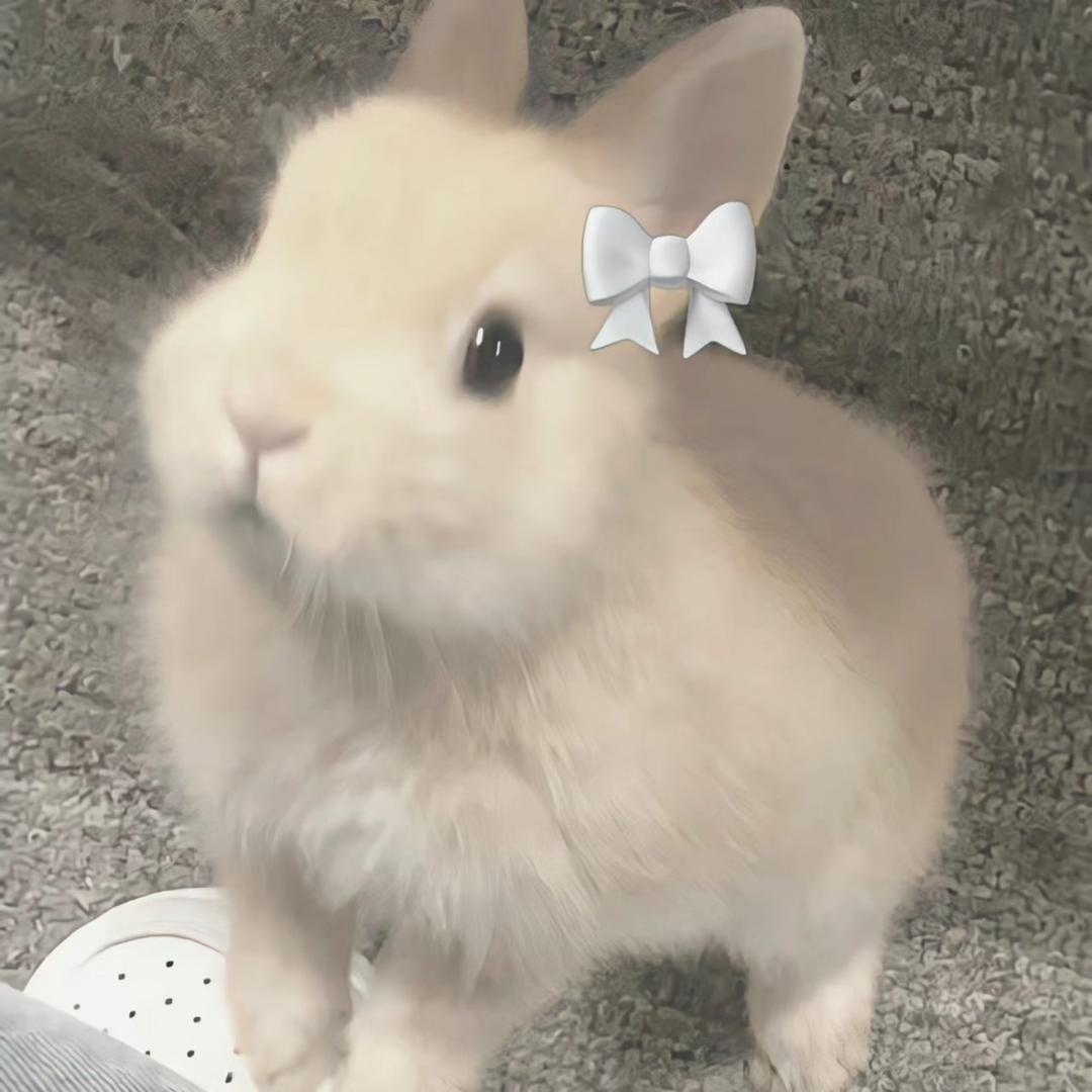 小猪头