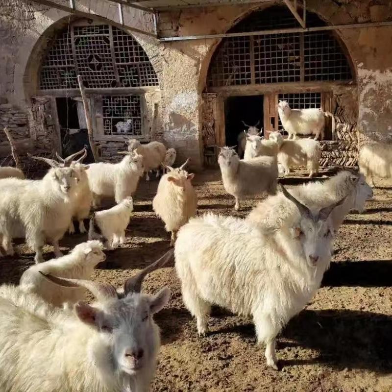 陕北头牧农副产品铺子