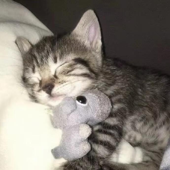 猫牙齿