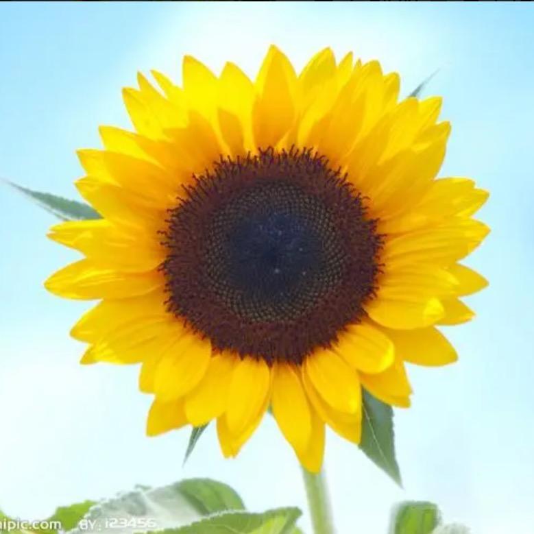 暖暖的大太阳