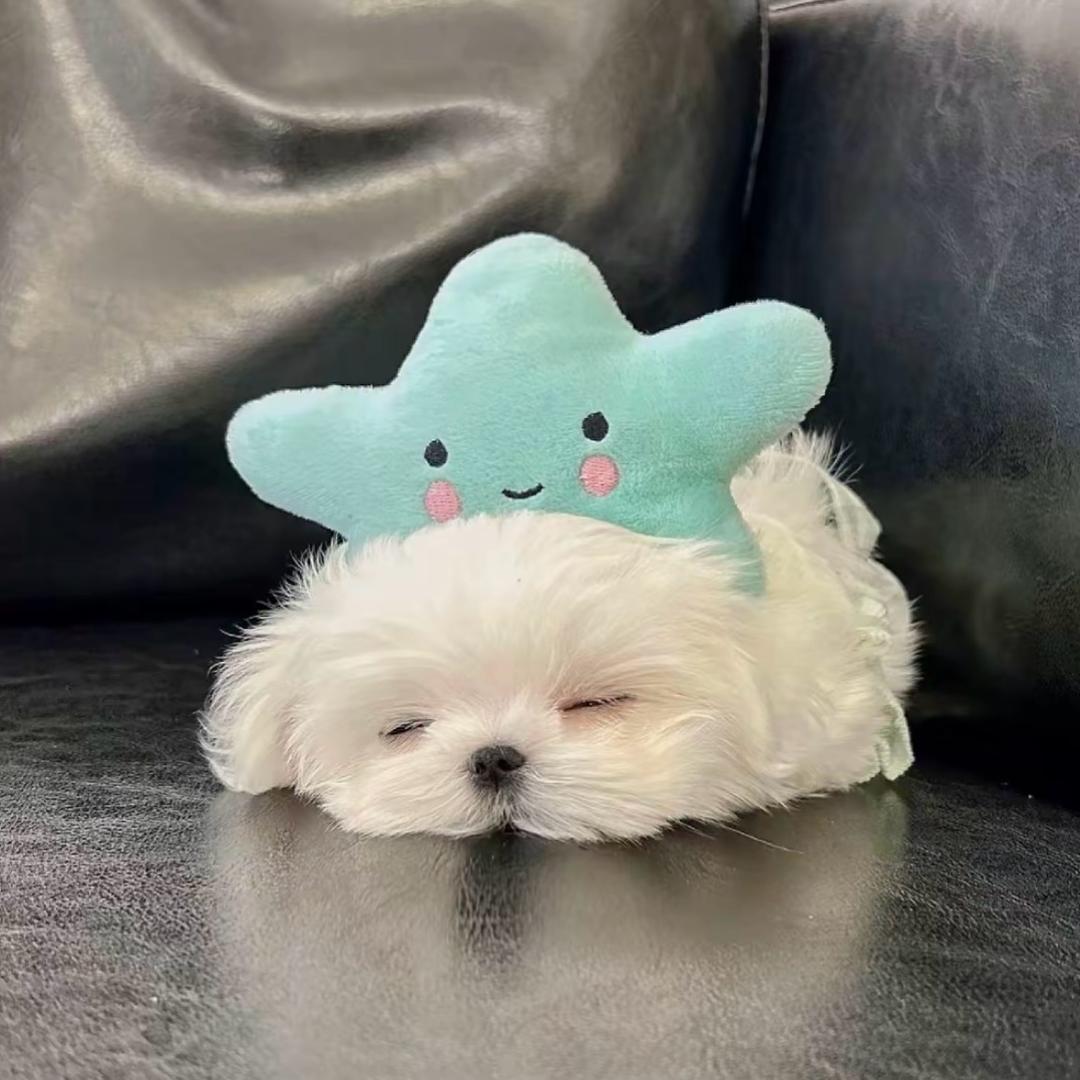 ˋˏᰔ ᩚ总爱噜噜脸（见过张杰版）