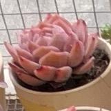 仙子