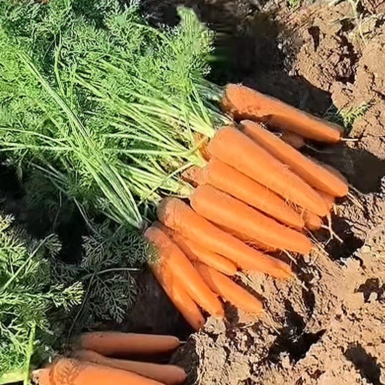 胡萝卜批发🥕🥕🥕