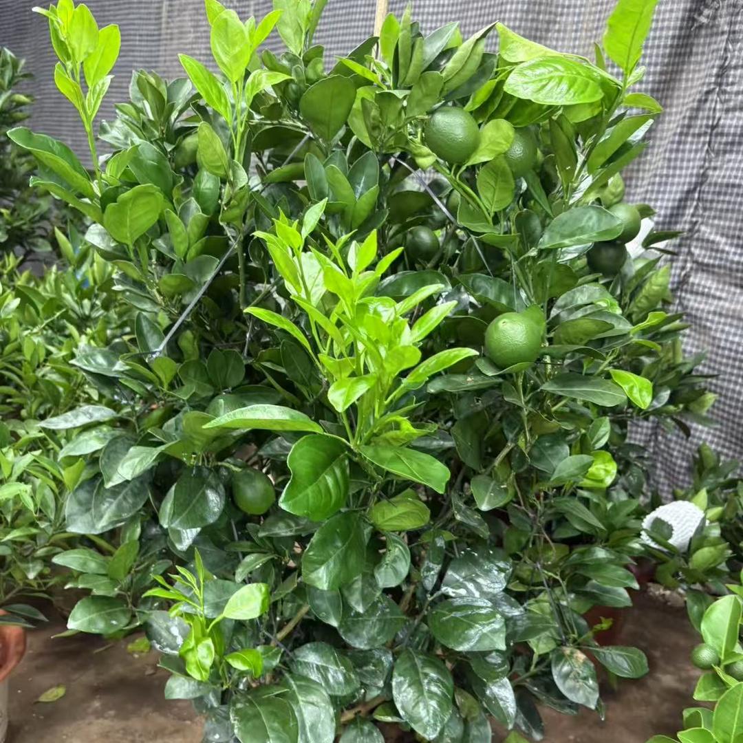 一苗果树苗木专营店