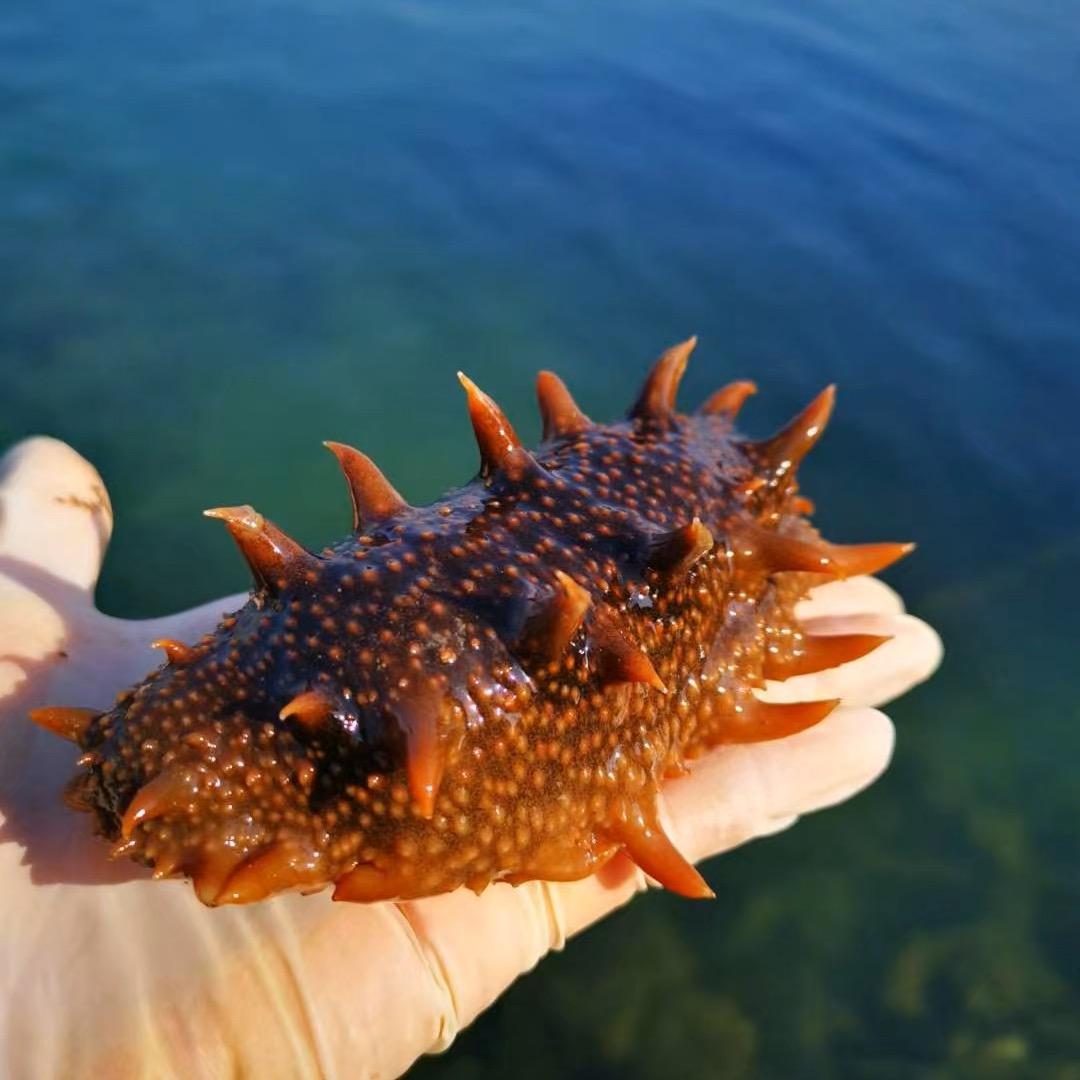 海参殿