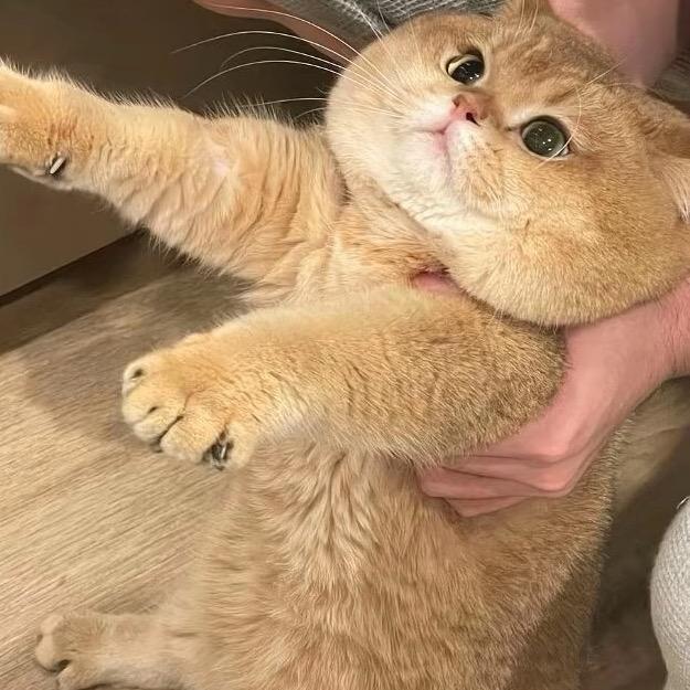 小樊的猫