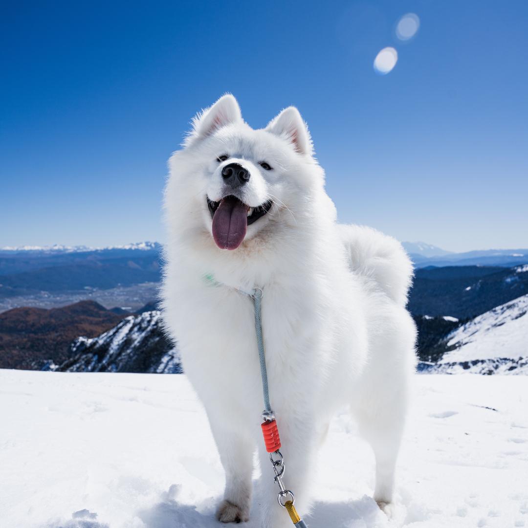 小白爱吃薯条🍟