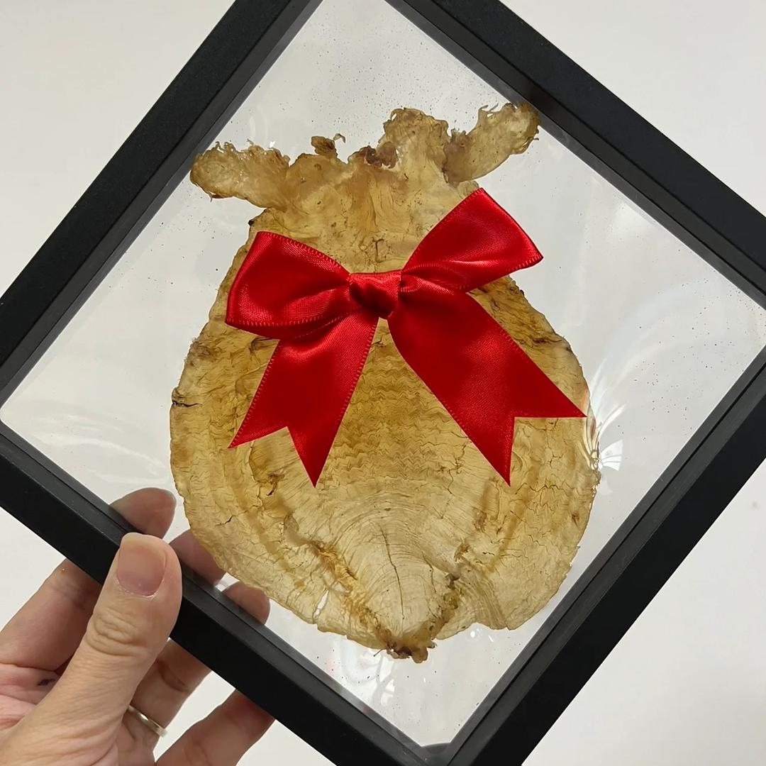 鱼胶夫妇【聚鑫滋补】