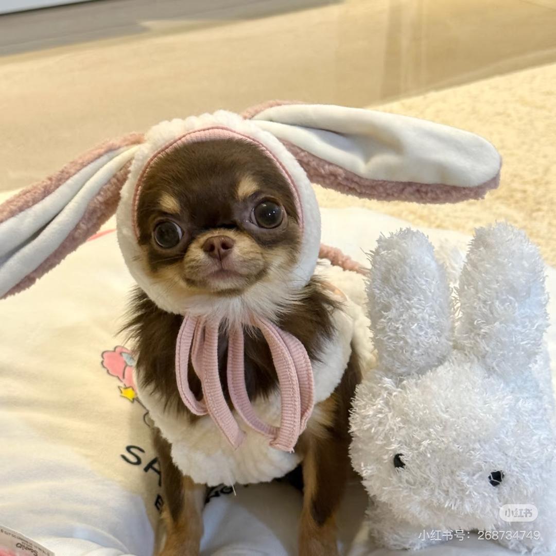 台州塑料城临沂炒鸡