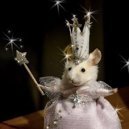 你的太子妃殿下👸