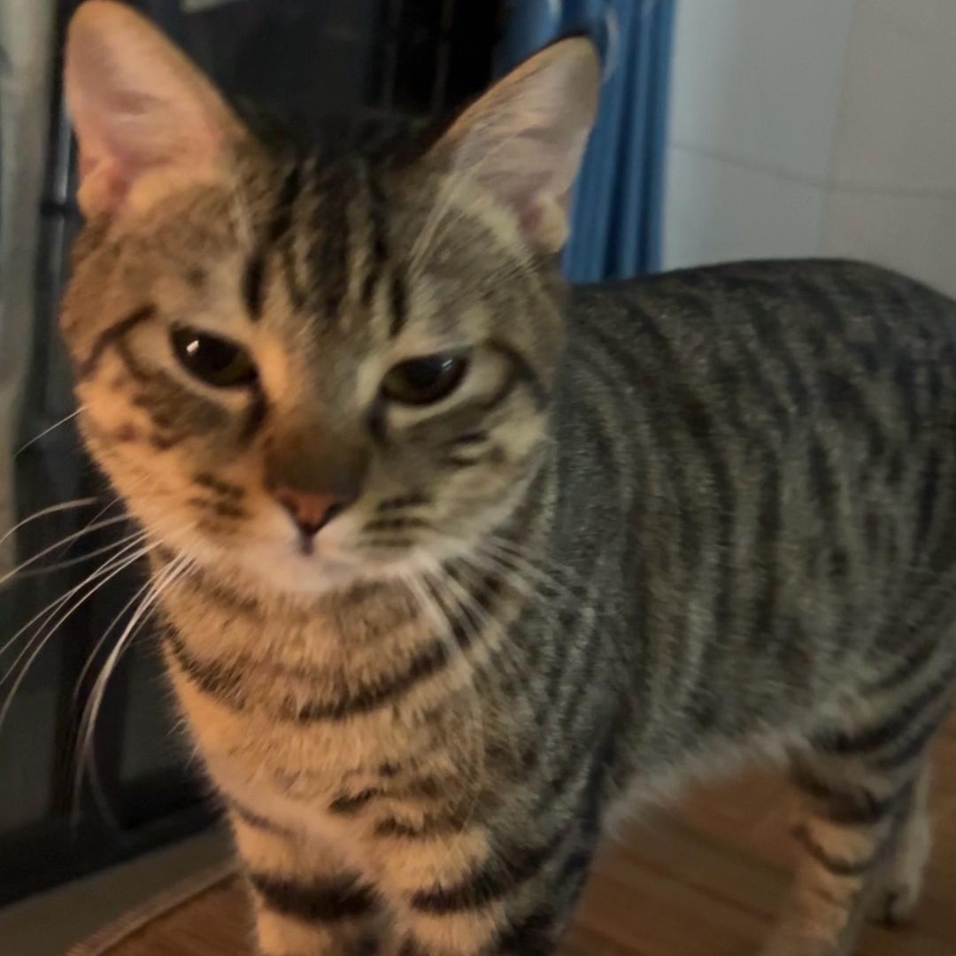 乖老虎和呆汤姆