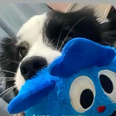 灼灼