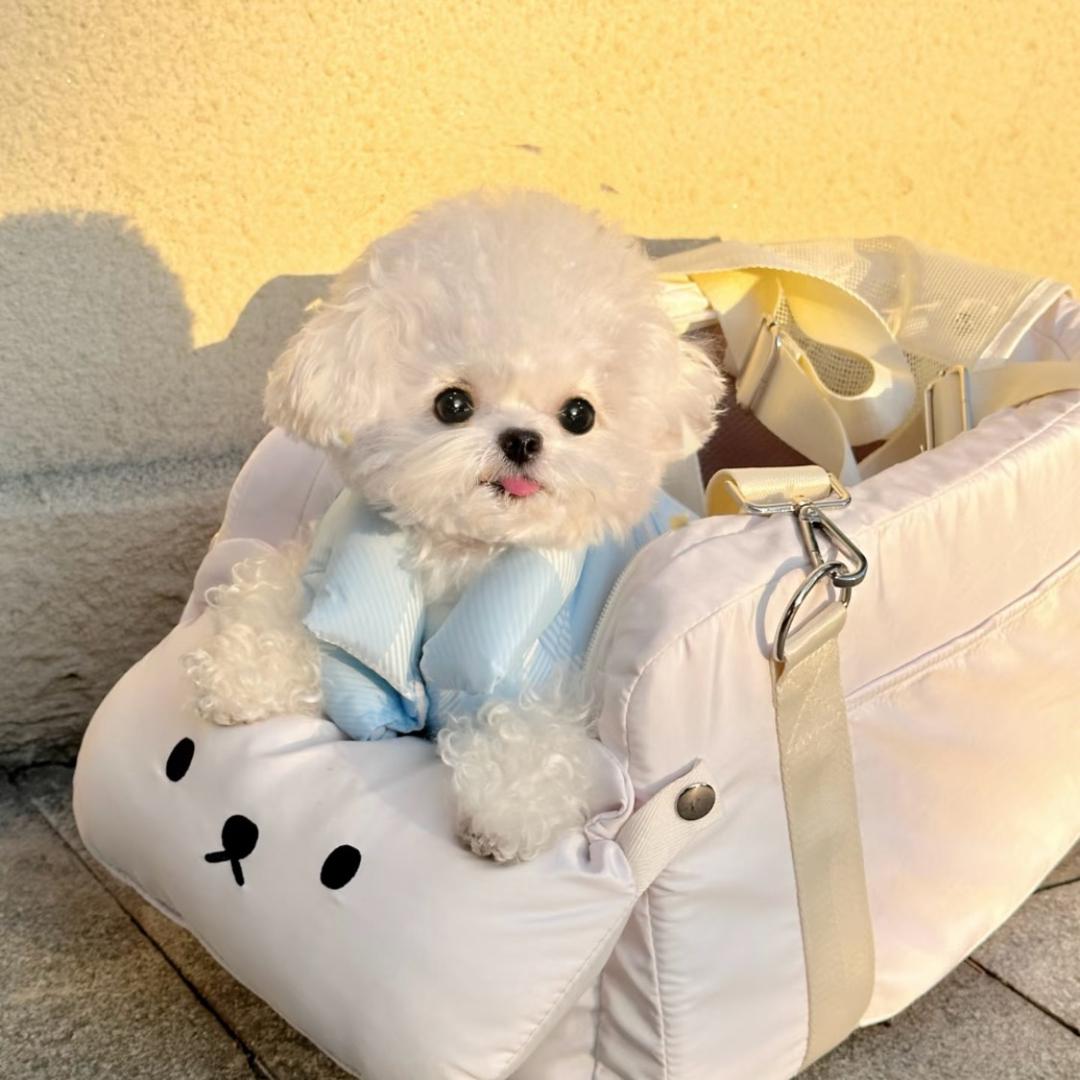 小罐头萌宠
