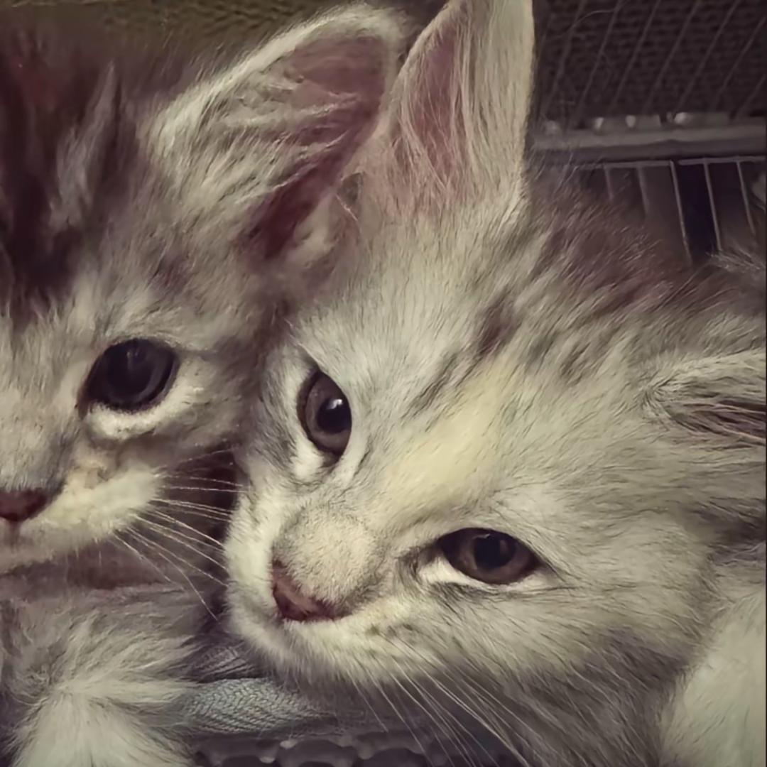 牙蓝