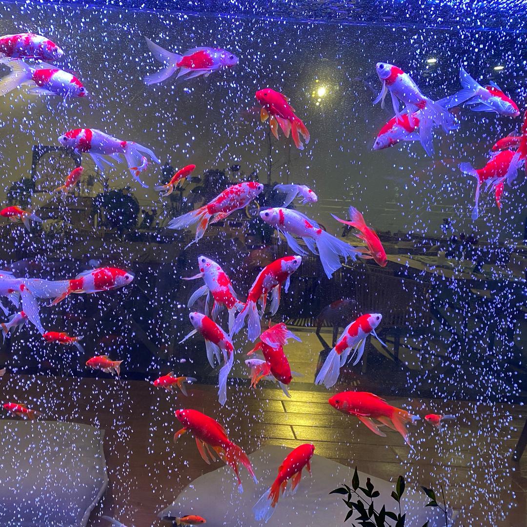 文文