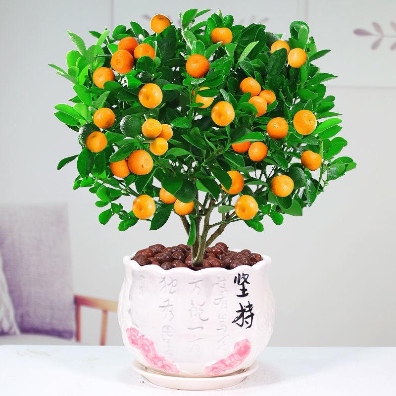 燊欢果树苗木专营店