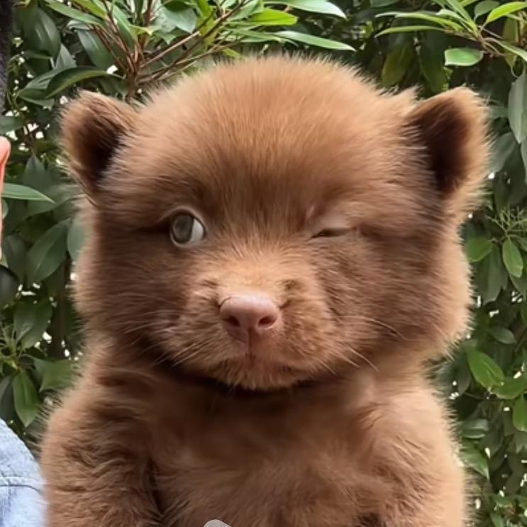 不吃花生