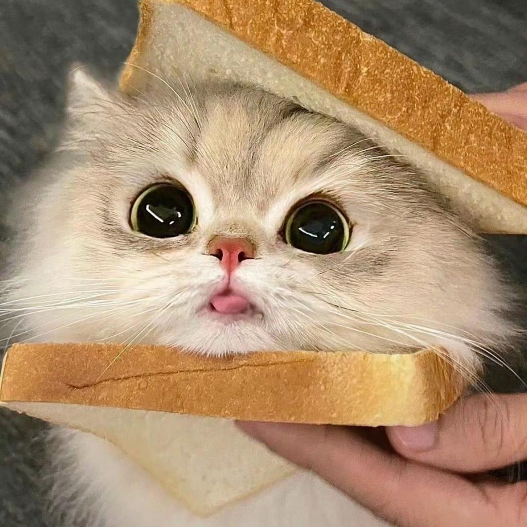心碎小猫