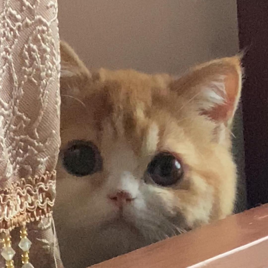 hugo的小猪猫