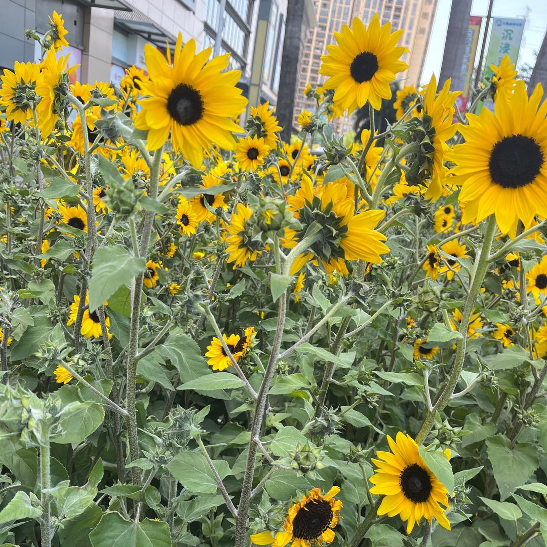 番茄不炒蛋ᨳ ꢆ