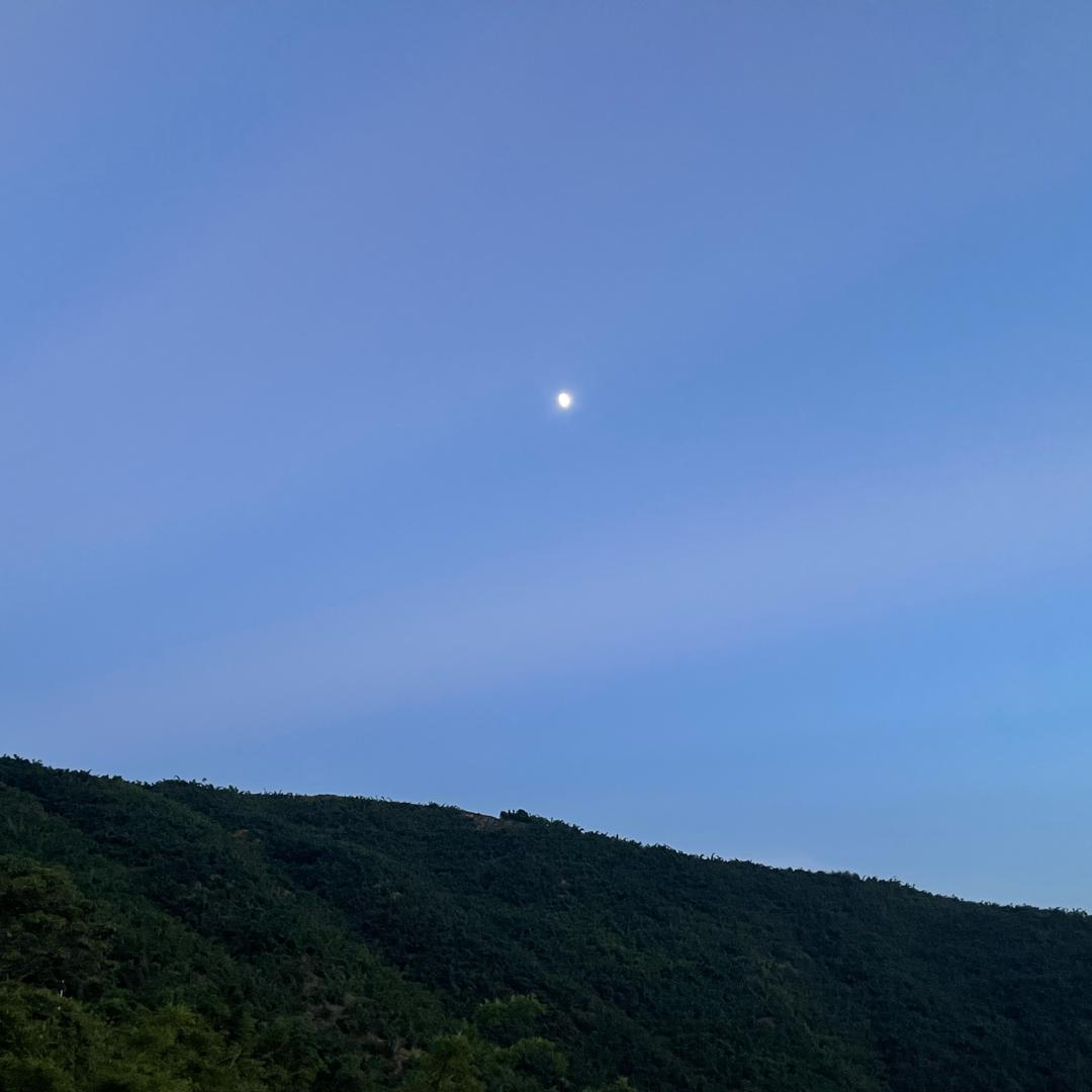 南有乔木