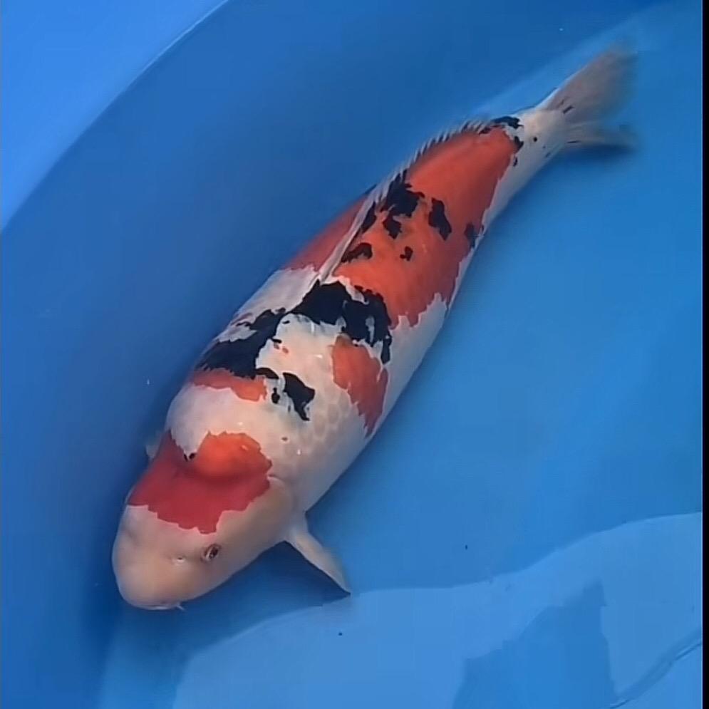 郑信锦鲤鱼场
