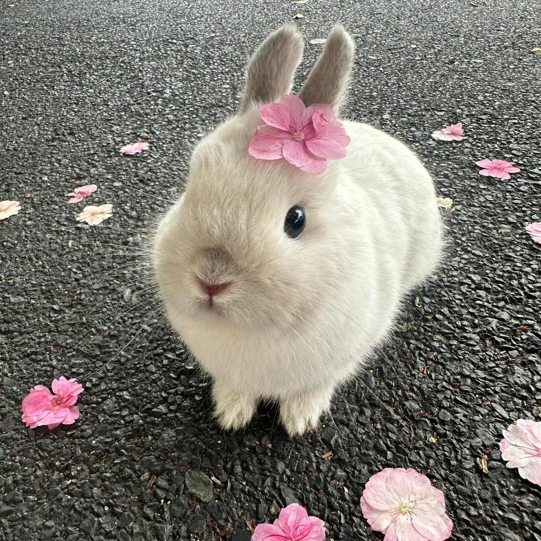 伊妮nini