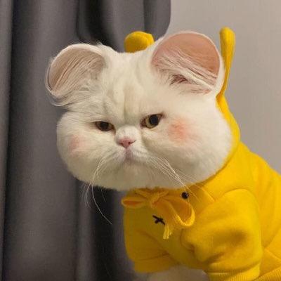 不打烊的猫😺