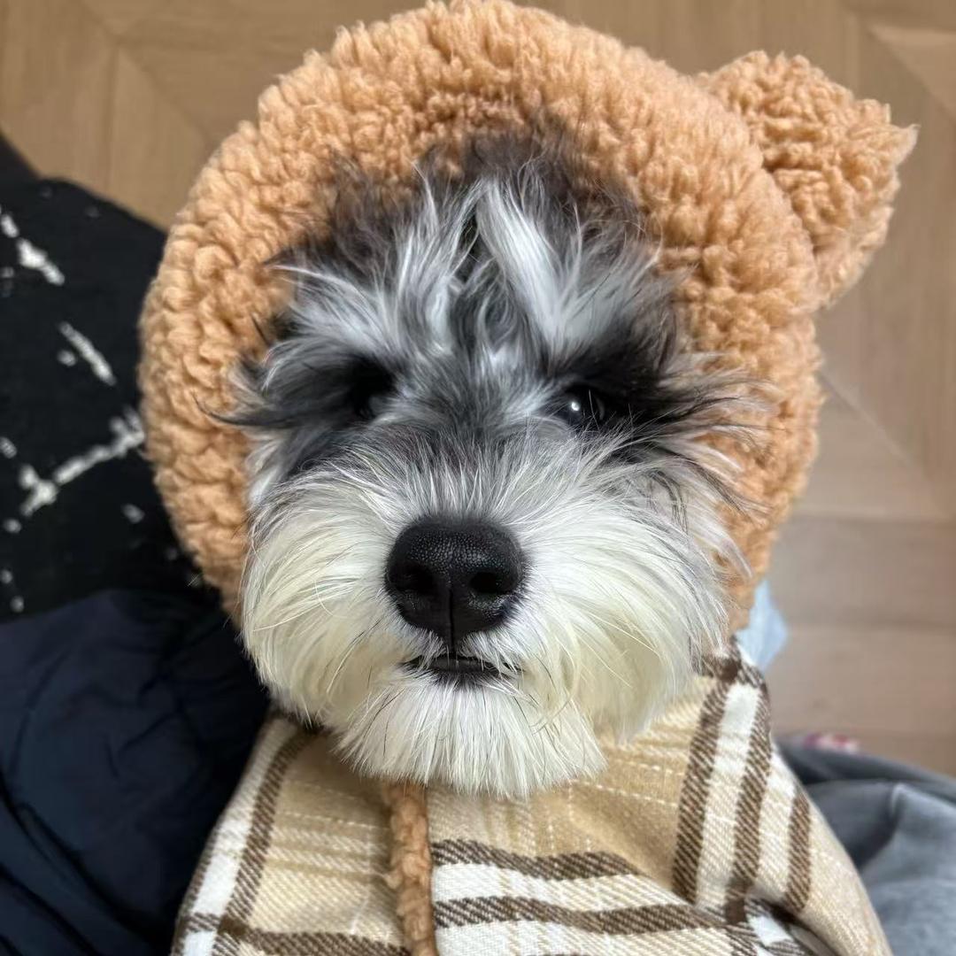 豆包是只雪纳瑞